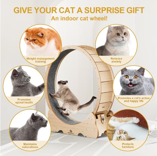 Kitty Wheelz
