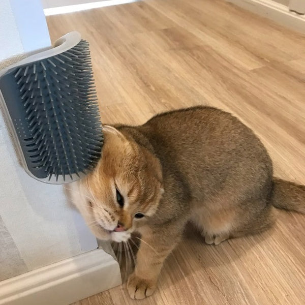 Kitty Kuddlez